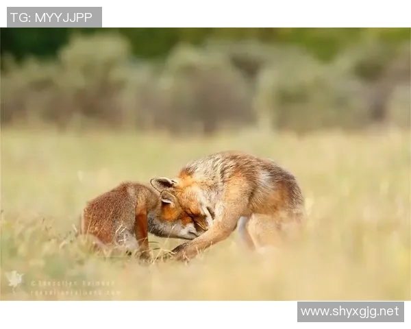 在足球场上为球星定格瞬间记录荣耀与激情的摄影师之旅 在足球场上为球星定格瞬间记录荣耀与激情的摄影师之旅